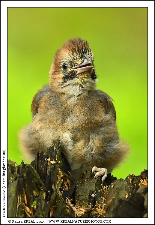 Sojka obecn� | Eurasian Jay | Eichelh�her | Garrulus glandarius