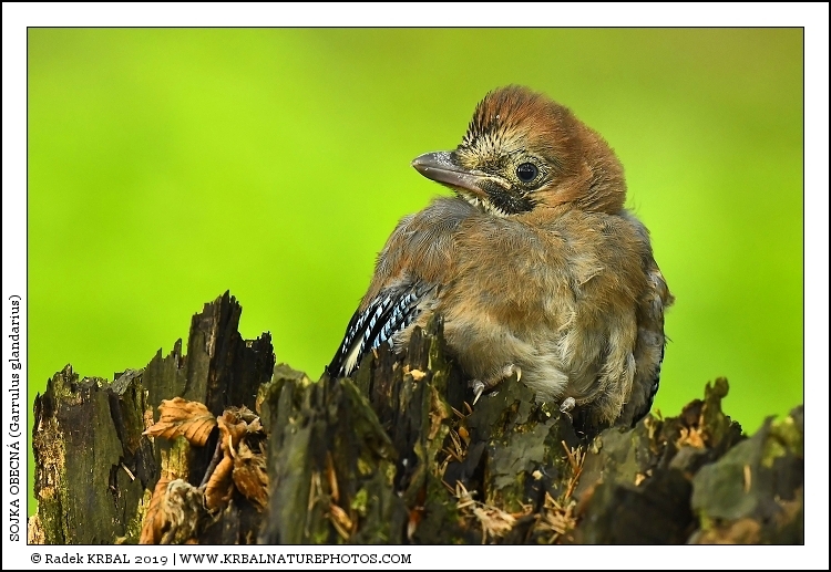 Sojka obecn� | Eurasian Jay | Eichelh�her | Garrulus glandarius
