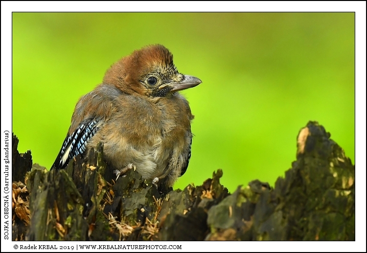 Sojka obecn� | Eurasian Jay | Eichelh�her | Garrulus glandarius