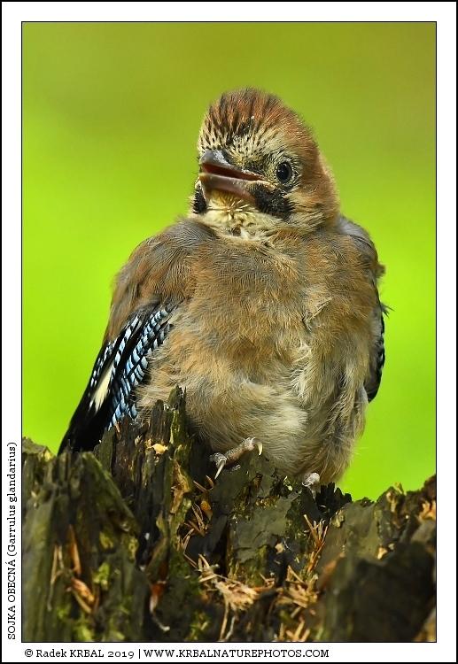 Sojka obecn� | Eurasian Jay | Eichelh�her | Garrulus glandarius