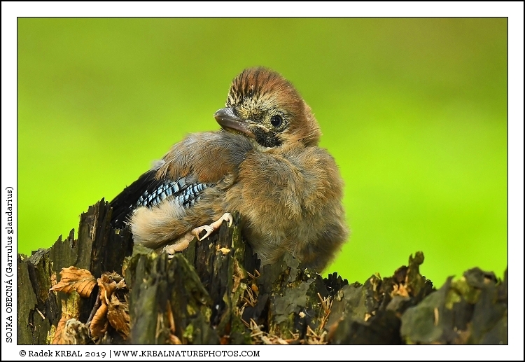 Sojka obecn� | Eurasian Jay | Eichelh�her | Garrulus glandarius