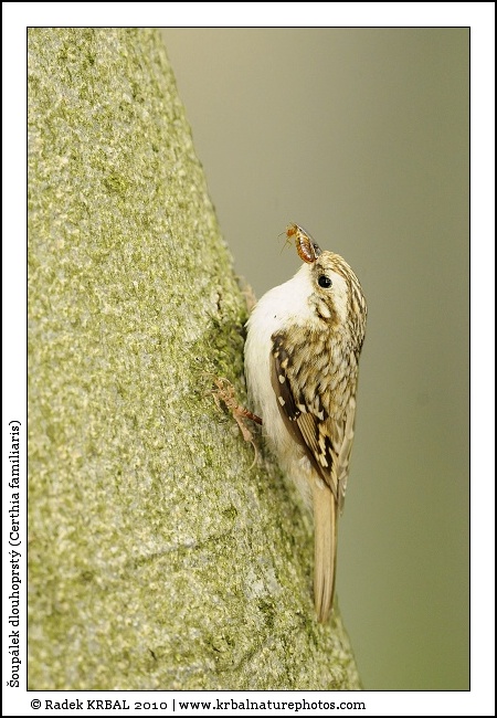 �oup�lek dlouhoprst� | Eurasian Treecreeper | Waldbauml�ufer | Certhia familiaris