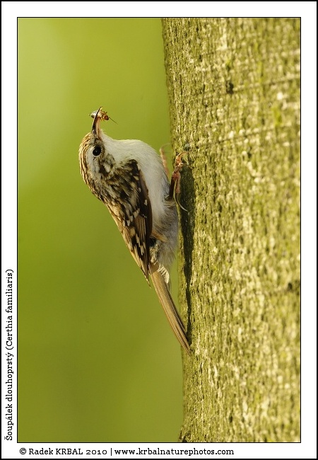 �oup�lek dlouhoprst� | Eurasian Treecreeper | Waldbauml�ufer | Certhia familiaris