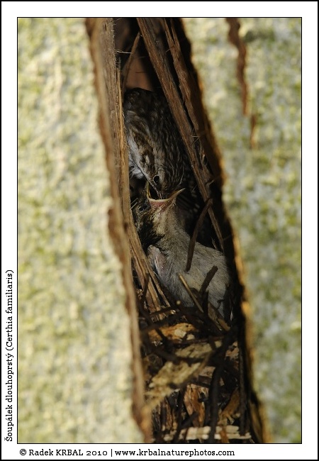 �oup�lek dlouhoprst� | Eurasian Treecreeper | Waldbauml�ufer | Certhia familiaris