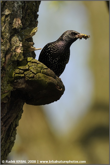 �pa�ek obecn� | European starling | Star | Sturnus vulgaris
