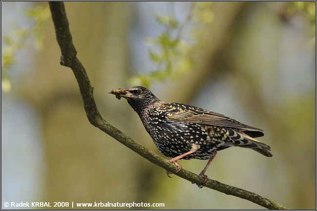 �pa�ek obecn� | European starling | Star | Sturnus vulgaris