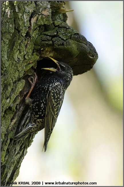 �pa�ek obecn� | European starling | Star | Sturnus vulgaris
