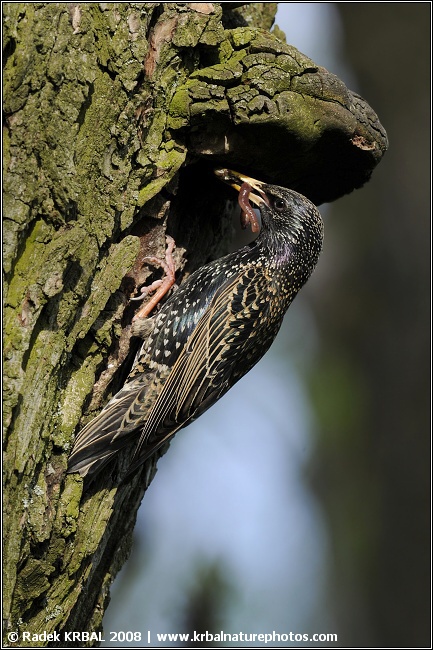 �pa�ek obecn� | European starling | Star | Sturnus vulgaris