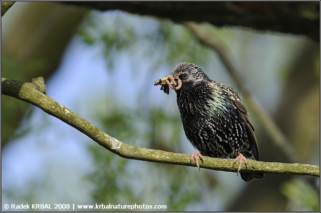 �pa�ek obecn� | European starling | Star | Sturnus vulgaris