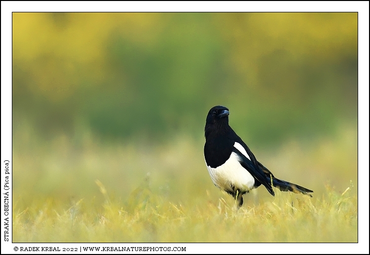 Straka obecn� | Eurasian Magpie | Elster | Pica pica