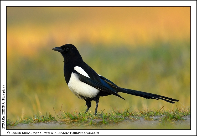 Straka obecn� | Eurasian Magpie | Elster | Pica pica