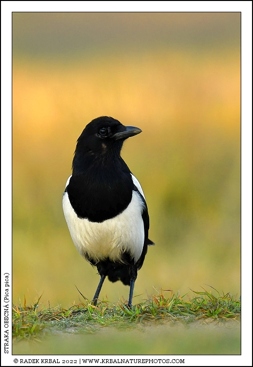 Straka obecn� | Eurasian Magpie | Elster | Pica pica