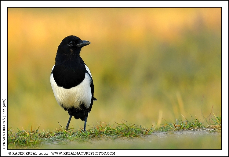 Straka obecn� | Eurasian Magpie | Elster | Pica pica