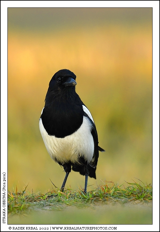 Straka obecn� | Eurasian Magpie | Elster | Pica pica