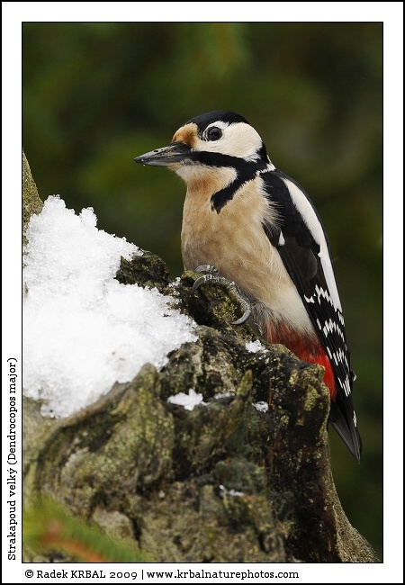 Strakapoud velk� | Great Spotted Woodpecker | Buntspecht | Dendrocopos major