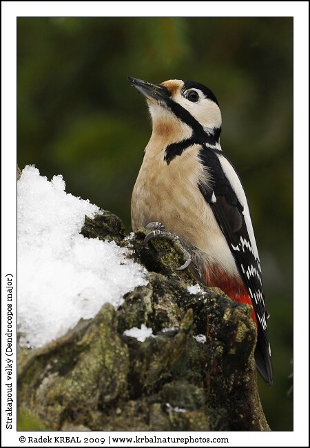 Strakapoud velk� | Great Spotted Woodpecker | Buntspecht | Dendrocopos major