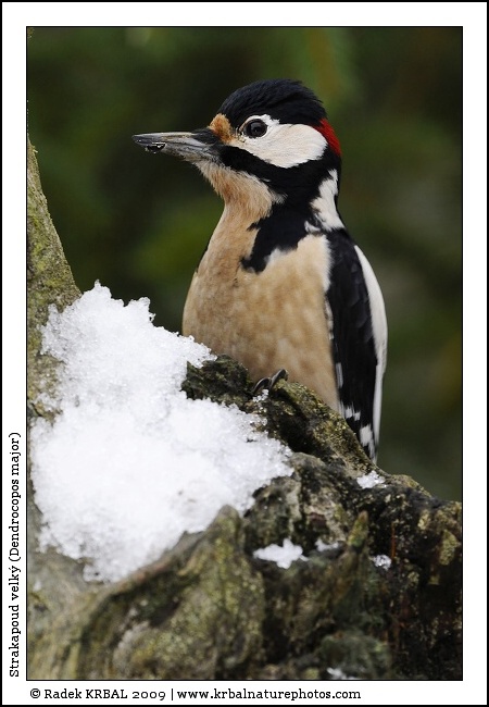 Strakapoud velk� | Great Spotted Woodpecker | Buntspecht | Dendrocopos major