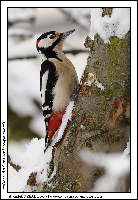 Strakapoud velk� | Great Spotted Woodpecker | Buntspecht | Dendrocopos major