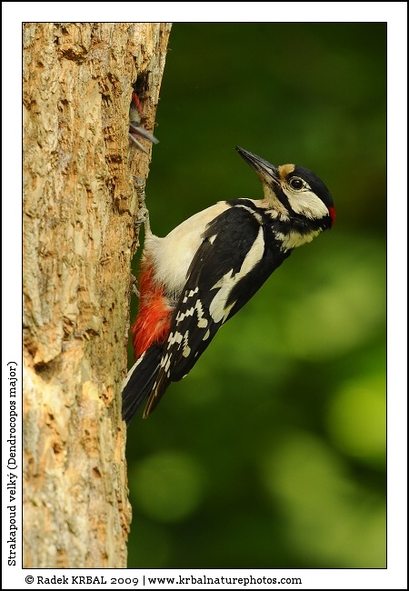 Strakapoud velk� | Great Spotted Woodpecker | Buntspecht | Dendrocopos major