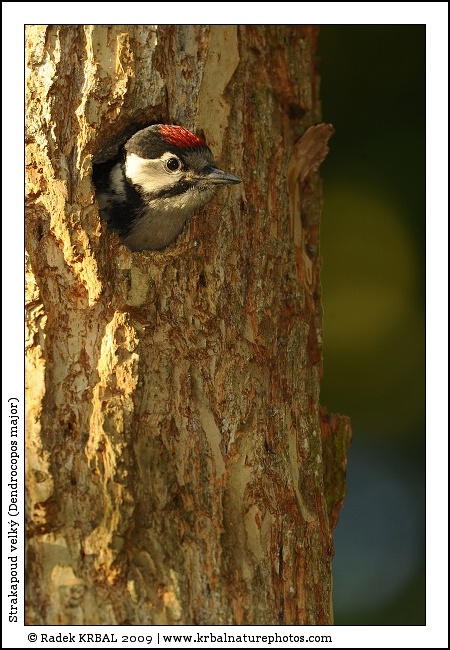 Strakapoud velk� | Great Spotted Woodpecker | Buntspecht | Dendrocopos major