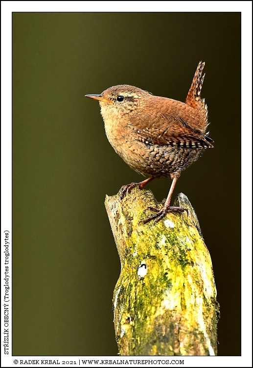 St��zl�k obecn� | Winter Wren | Zaunk�nig | Troglodytes troglodytes
