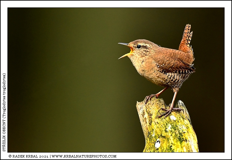 St��zl�k obecn� | Winter Wren | Zaunk�nig | Troglodytes troglodytes