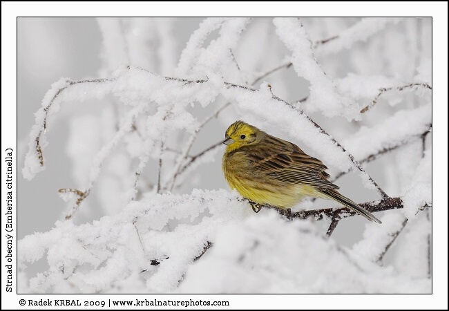 Strnad obecn� | Yellowhammer | Goldammer | Emberiza citrinella