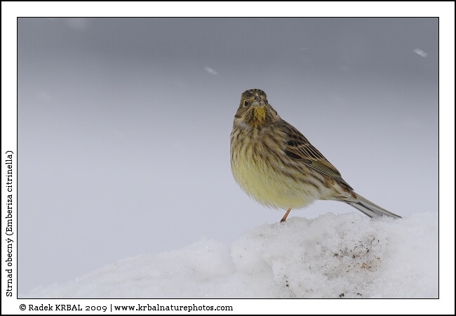Strnad obecn� | Yellowhammer | Goldammer | Emberiza citrinella