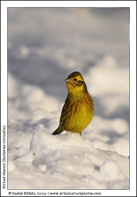 Strnad obecn� | Yellowhammer | Goldammer | Emberiza citrinella