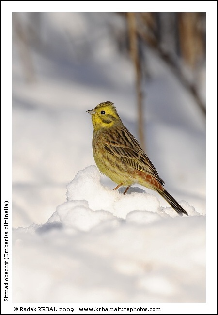 Strnad obecn� | Yellowhammer | Goldammer | Emberiza citrinella