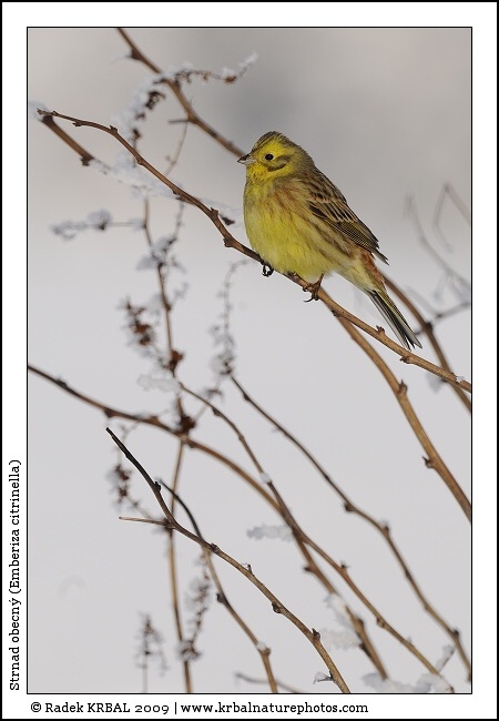 Strnad obecn� | Yellowhammer | Goldammer | Emberiza citrinella