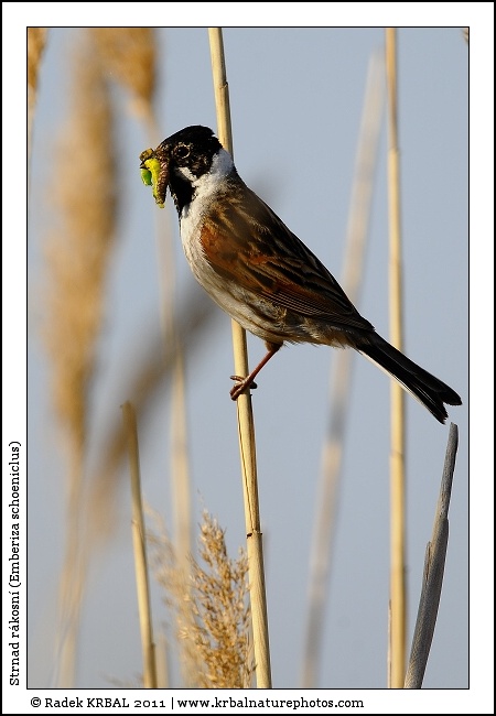 Strnad r�kosn� | Reed Bunting | Rohrammer | Emberiza schoeniclus