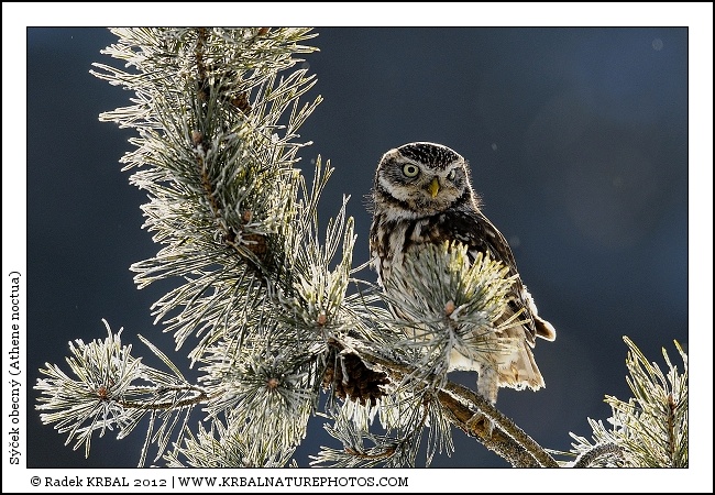 S��ek obecn� | Little Owl | Steinkauz | Athene noctua