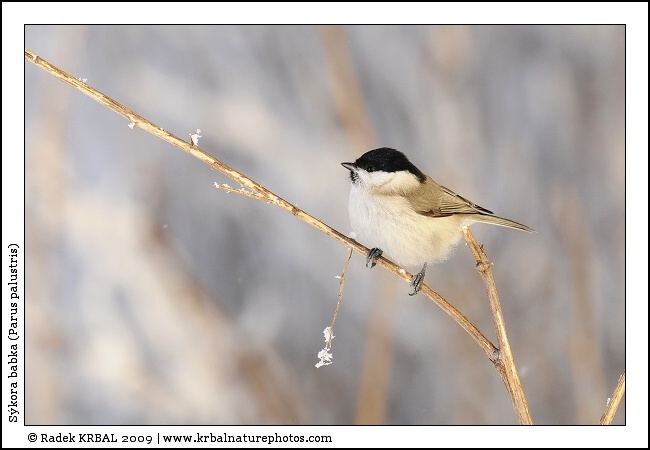 S�kora babka | Marsh Tit | Sumpfmeise | Parus palustris