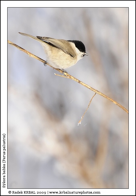 S�kora babka | Marsh Tit | Sumpfmeise | Parus palustris