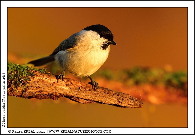 S�kora babka | Marsh Tit | Sumpfmeise | Parus palustris