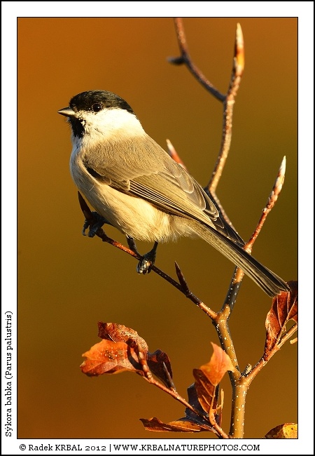 S�kora babka | Marsh Tit | Sumpfmeise | Parus palustris