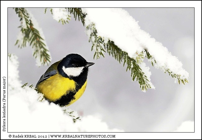 S�kora ko�adra | Great Tit | Kohlmeise | Parus major