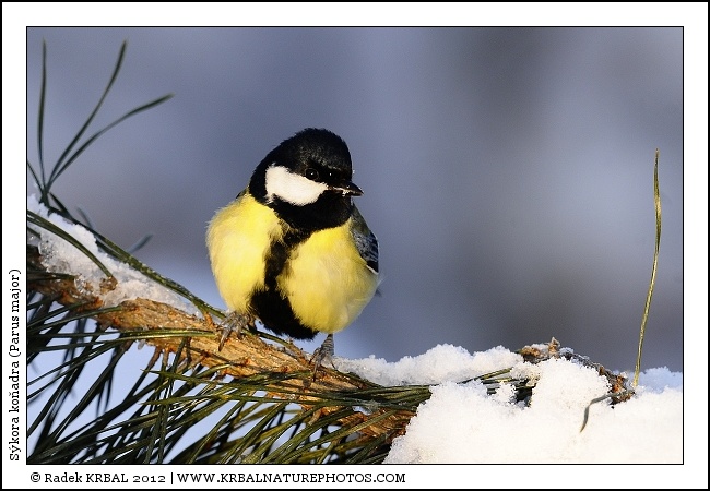 S�kora ko�adra | Great Tit | Kohlmeise | Parus major