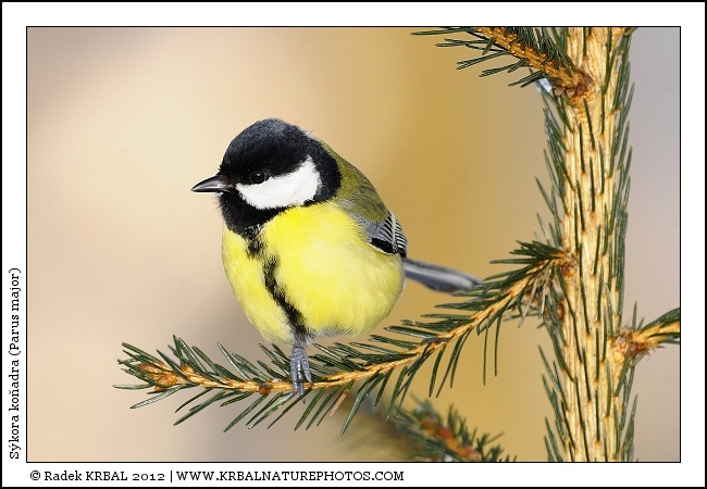 S�kora ko�adra | Great Tit | Kohlmeise | Parus major