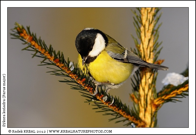 S�kora ko�adra | Great Tit | Kohlmeise | Parus major