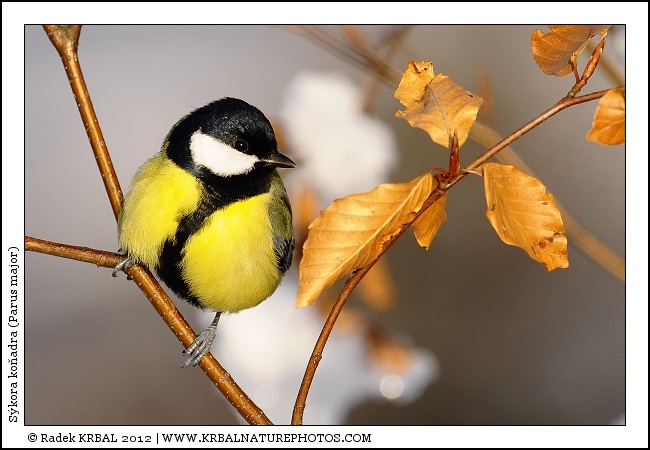 S�kora ko�adra | Great Tit | Kohlmeise | Parus major