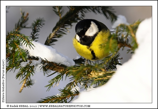 S�kora ko�adra | Great Tit | Kohlmeise | Parus major