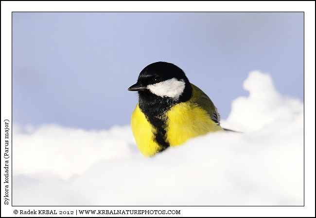 S�kora ko�adra | Great Tit | Kohlmeise | Parus major
