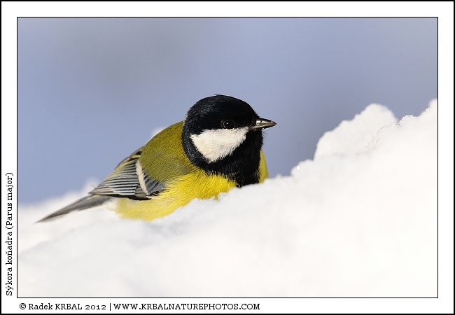 S�kora ko�adra | Great Tit | Kohlmeise | Parus major