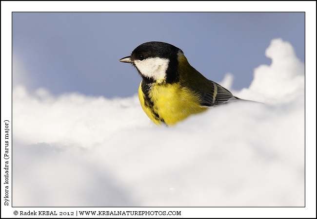 S�kora ko�adra | Great Tit | Kohlmeise | Parus major