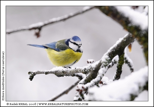 S�kora mod�inka | Blue Tit | Blaumeise | Parus caeruleus
