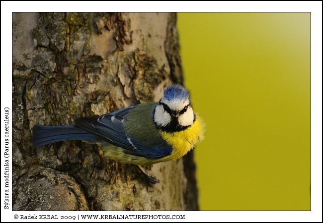 S�kora mod�inka | Blue Tit | Blaumeise | Parus caeruleus