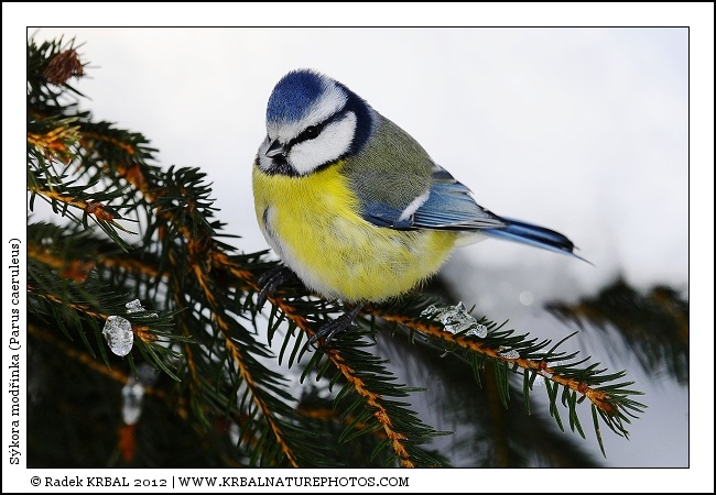 S�kora mod�inka | Blue Tit | Blaumeise | Parus caeruleus