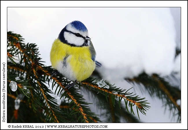 S�kora mod�inka | Blue Tit | Blaumeise | Parus caeruleus